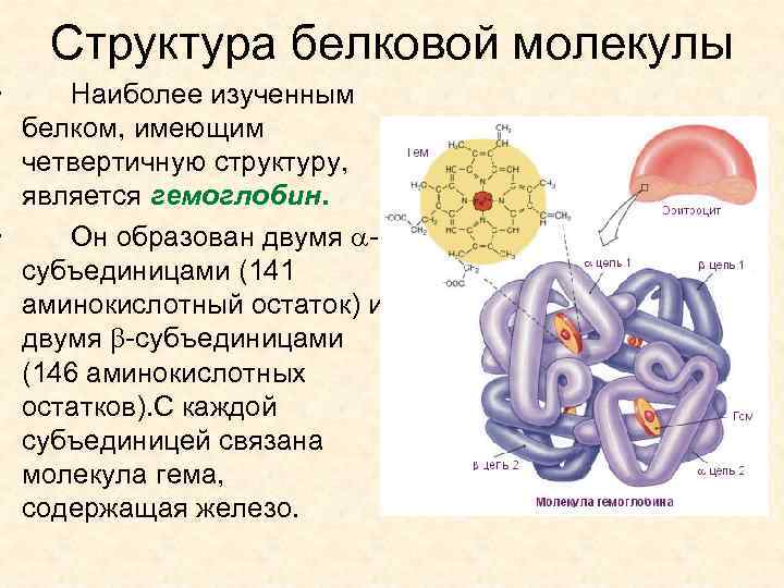  • Структура белковой молекулы Наиболее изученным белком, имеющим четвертичную структуру, является гемоглобин. •