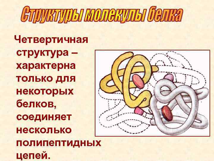 Четвертичная структура – характерна только для некоторых белков, соединяет несколько полипептидных цепей. 