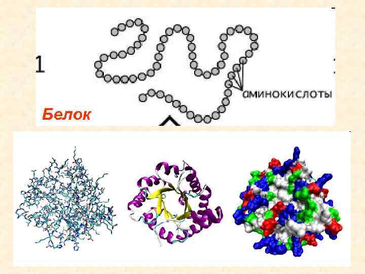 Белок термин. Понятие о белках. Понятие белков. Белки понятие. Белки термин в биологии.