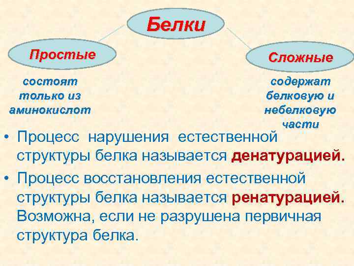 Белки состоящие только из белков. Простые и сложные белки. Простые белки. Понятие о белках. Простые белки состоят.