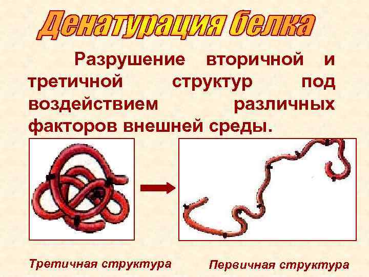 Разрушение вторичной и третичной структур под воздействием различных факторов внешней среды. Третичная структура Первичная