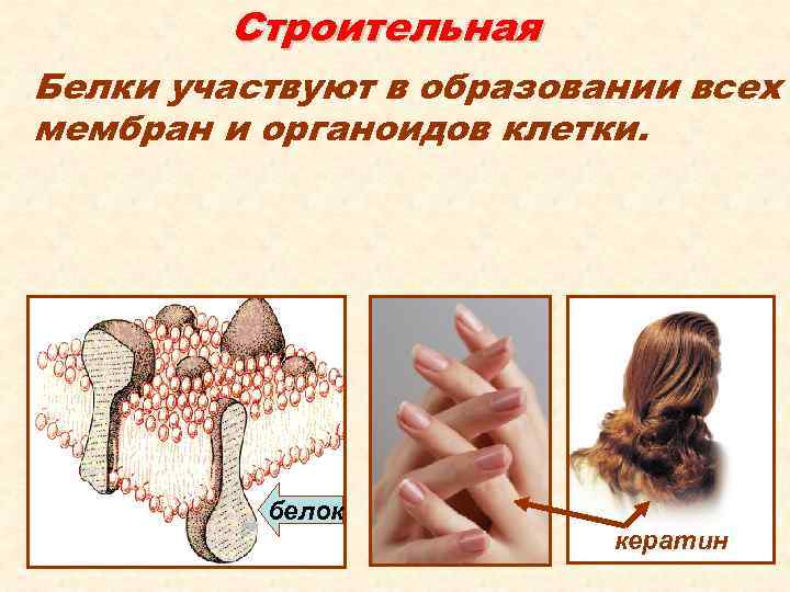 Строительная Белки участвуют в образовании всех мембран и органоидов клетки. белок кератин 