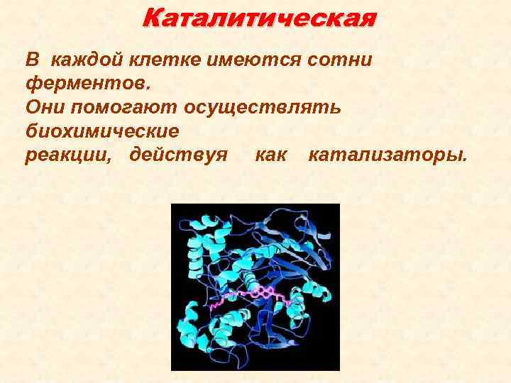 Каталитическая В каждой клетке имеются сотни ферментов. Они помогают осуществлять биохимические реакции, действуя как