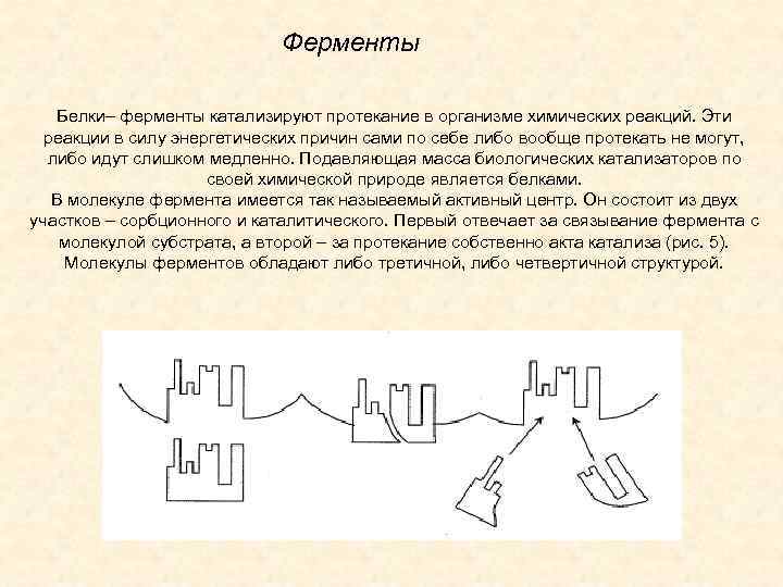 Ферментативные белки. Реакции ферментов на белки. Что катализирует белки. Реакция протеазы катализируемой белок. Ферменты это белки замедляющие химические реакции.