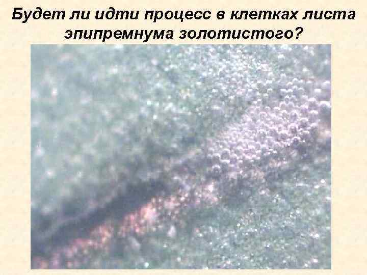 Будет ли идти процесс в клетках листа эпипремнума золотистого? 