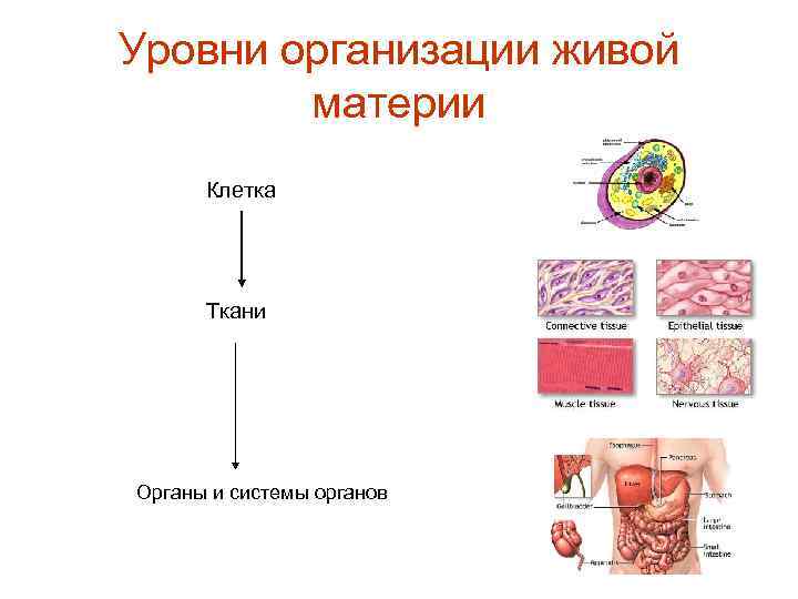 Уровни организации живой материи Клетка Ткани Органы и сиcтемы органов 