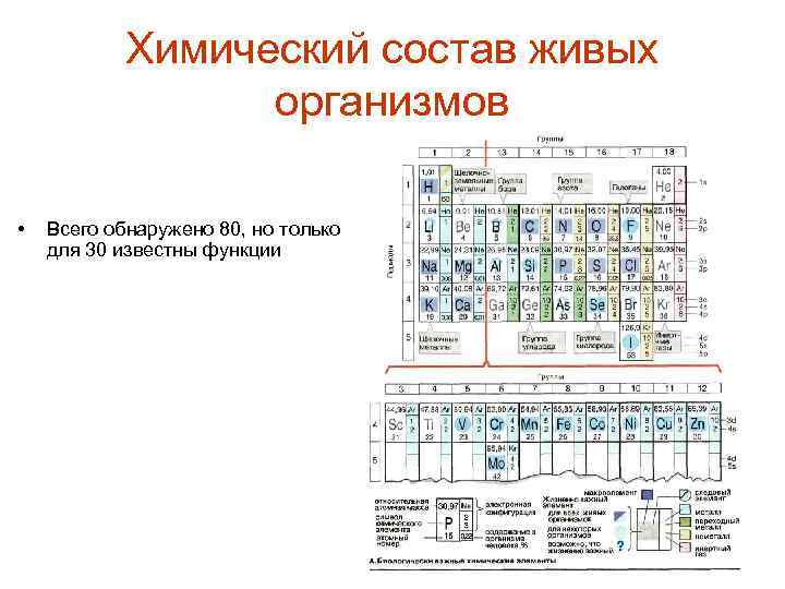 Химический состав живых организмов • Всего обнаружено 80, но только для 30 известны функции