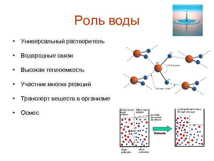 Роль воды • Универсальный растворитель • Водородные связи • Высокая теплоемкость • Участник многих