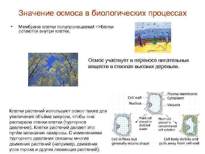 Значение осмоса в биологических процессах • Мембрана клетки полупронецаема! =>Белки остаются внутри клетки. Осмос