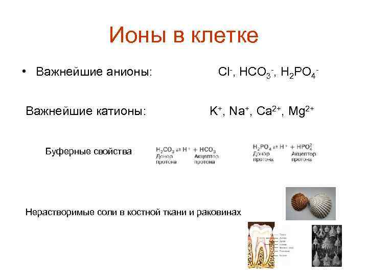 Ионы в клетке • Важнейшие анионы: Cl-, HCO 3 -, H 2 PO 4