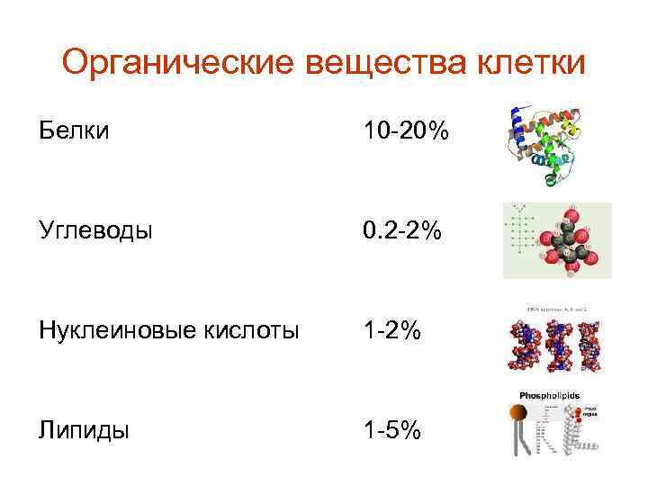 Органические вещества клетки Белки 10 -20% Углеводы 0. 2 -2% Нуклеиновые кислоты 1 -2%