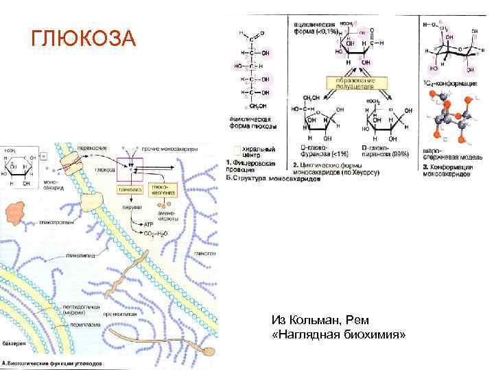 ГЛЮКОЗА Из Кольман, Рем «Наглядная биохимия» 