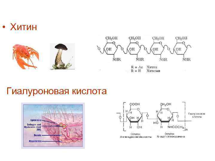  • Хитин Гиалуроновая кислота 