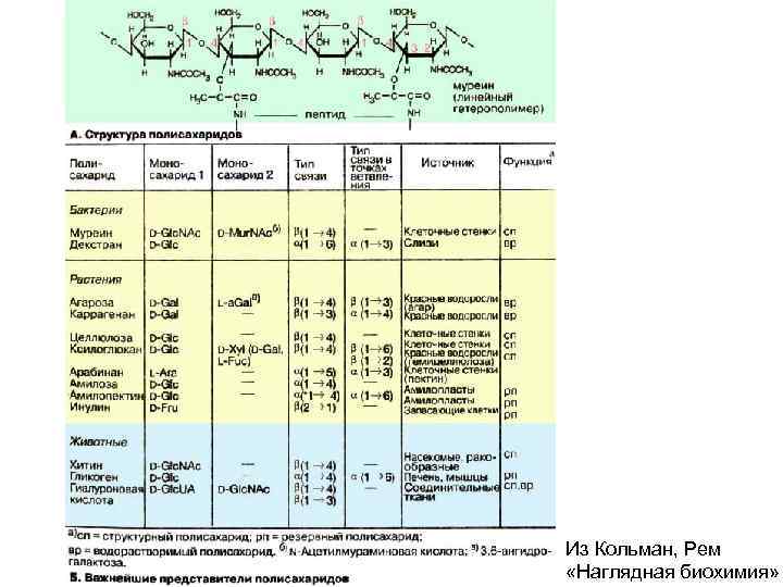 Из Кольман, Рем «Наглядная биохимия» 