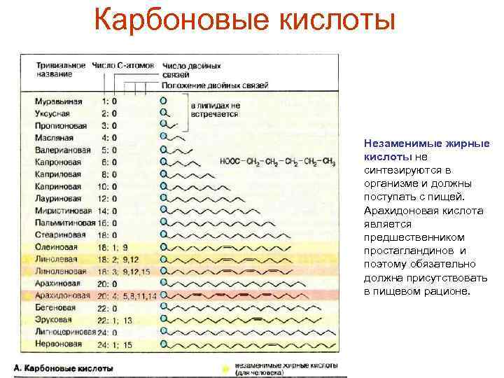 Карбоновые кислоты Незаменимые жирные кислоты не синтезируются в организме и должны поступать с пищей.