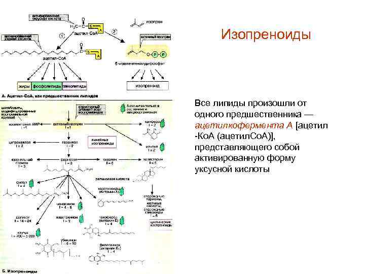 Изопреноиды Все липиды произошли от одного предшественника — ацетилкофермента А [ацетил -Ко. А (ацетил.