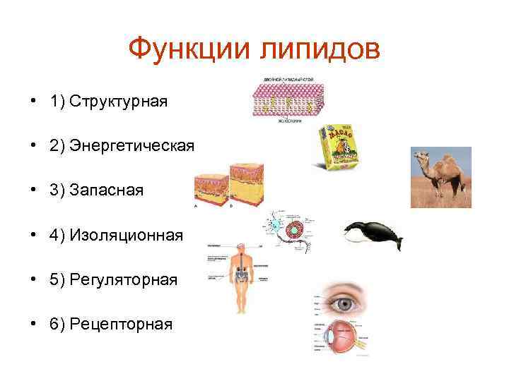 Функции липидов • 1) Структурная • 2) Энергетическая • 3) Запасная • 4) Изоляционная