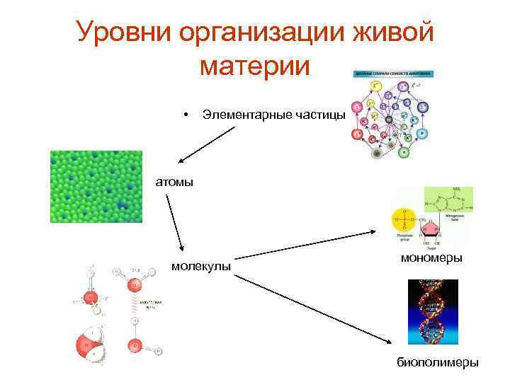 Уровни организации живой материи • Элементарные частицы атомы молекулы мономеры биополимеры 