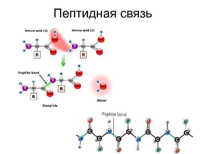 Белки строение пептидная связь. Механизм образования пептидной связи в белках.