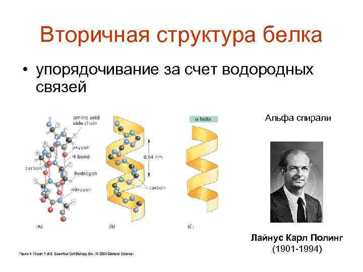 Альфа спираль вторичной структуры белка