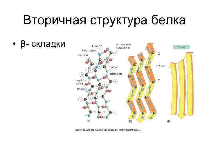 Вторичная структура белка • β- складки 