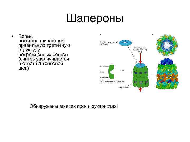 Шапероны • Белки, восстанавливающие правильную третичную структуру повреждённых белков (синтез увеличивается в ответ на