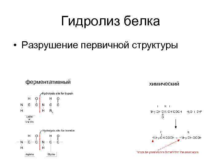 Гидролиз белка • Разрушение первичной структуры ферментативный химический 