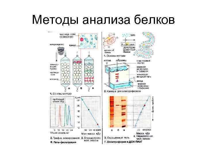 Методы анализа белков 