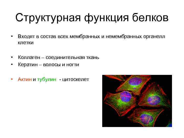 Структурная функция клетки