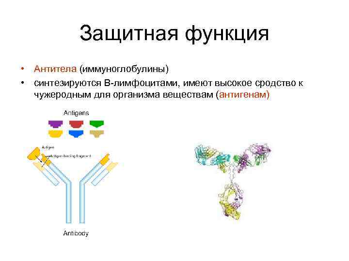 Защитная функция • Антитела (иммуноглобулины) • синтезируются В-лимфоцитами, имеют высокое сродство к чужеродным для