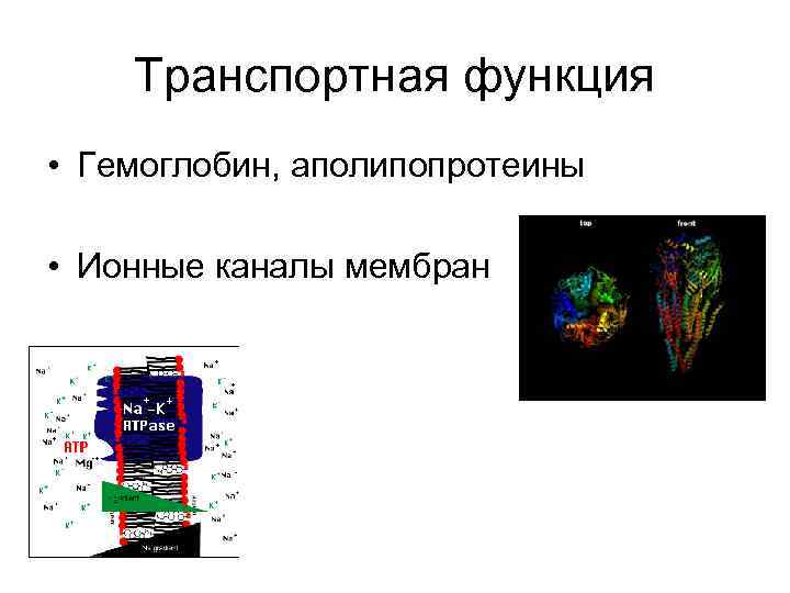 Транспортная функция • Гемоглобин, аполипопротеины • Ионные каналы мембран 