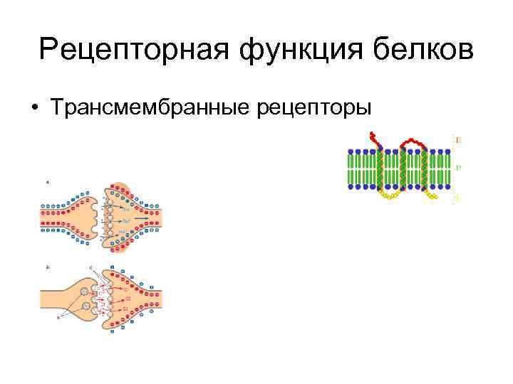 Рецепторная функция белков • Трансмембранные рецепторы 
