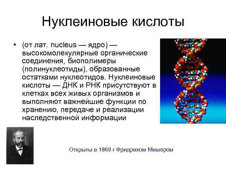 Нуклеотид биополимер. Нуклеиновые кислоты ДНК. Нуклеиновые кислоты ДНК И РНК. Органические вещества нуклеиновые кислоты. Органические вещества клетки нуклеиновые кислоты.
