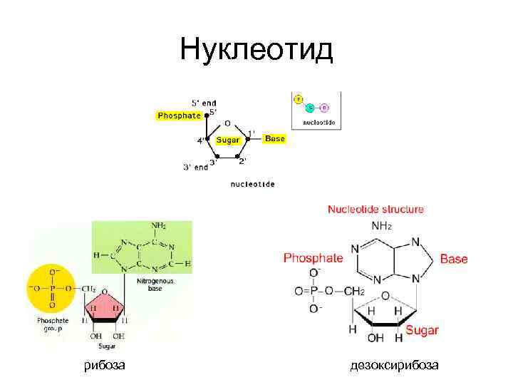 Нуклеотид это. Нуклеотиды с рибозой. Рибоза биохимия строение. Дезоксирибоза нуклеотид. Компоненты нуклеотида.