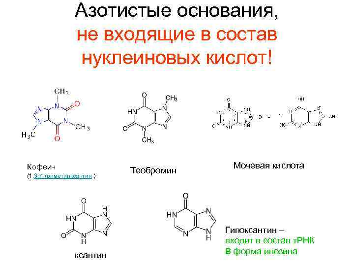 Азотистые основания, не входящие в состав нуклеиновых кислот! Кофеин (1, 3, 7 -триметилксантин )