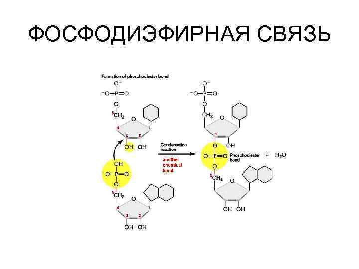 ФОСФОДИЭФИРНАЯ СВЯЗЬ 