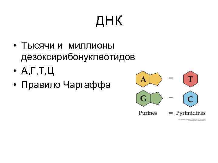 ДНК • Тысячи и миллионы дезоксирибонуклеотидов • А, Г, Т, Ц • Правило Чаргаффа