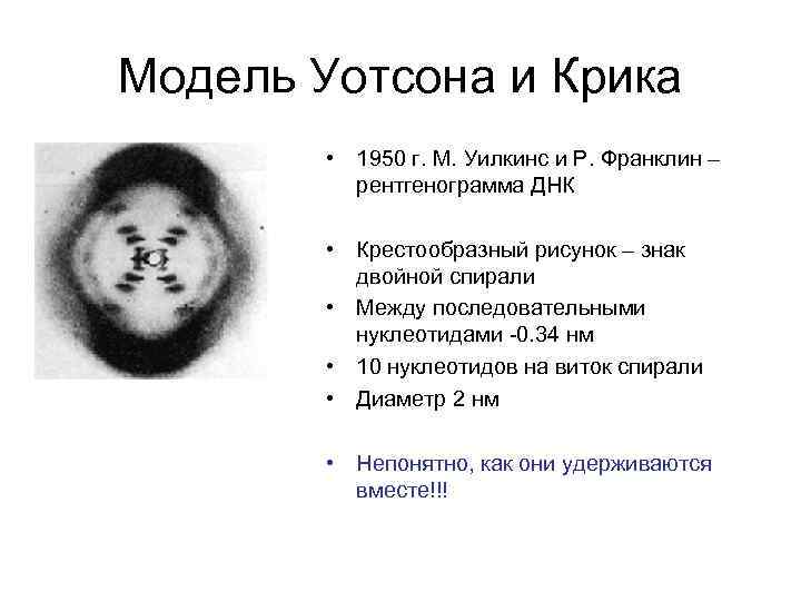 Модель Уотсона и Крика • 1950 г. М. Уилкинс и Р. Франклин – рентгенограмма