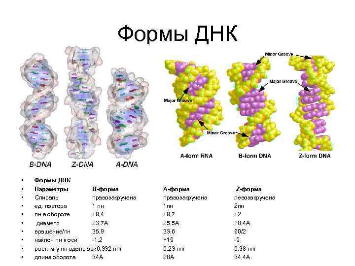 Форма днк