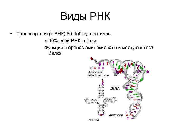 Синтез белка в бактериальной клетке. Транспортная РНК представляет собой. Виды ТРНК. РНК бактерий. Нуклеотиды ТРНК.