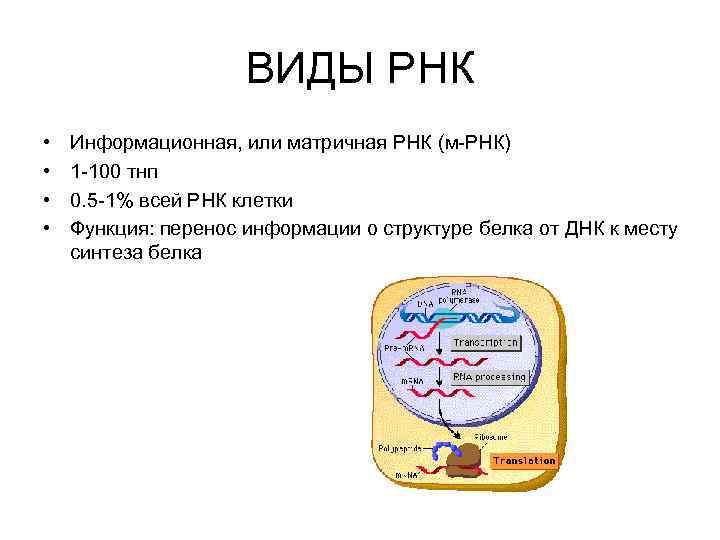 ВИДЫ РНК • • Информационная, или матричная РНК (м-РНК) 1 -100 тнп 0. 5