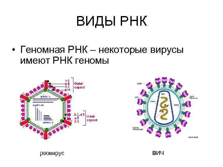 ВИДЫ РНК • Геномная РНК – некоторые вирусы имеют РНК геномы реовирус ВИЧ 