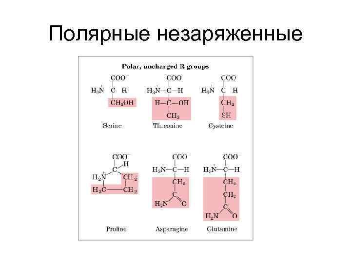 Полярные незаряженные 