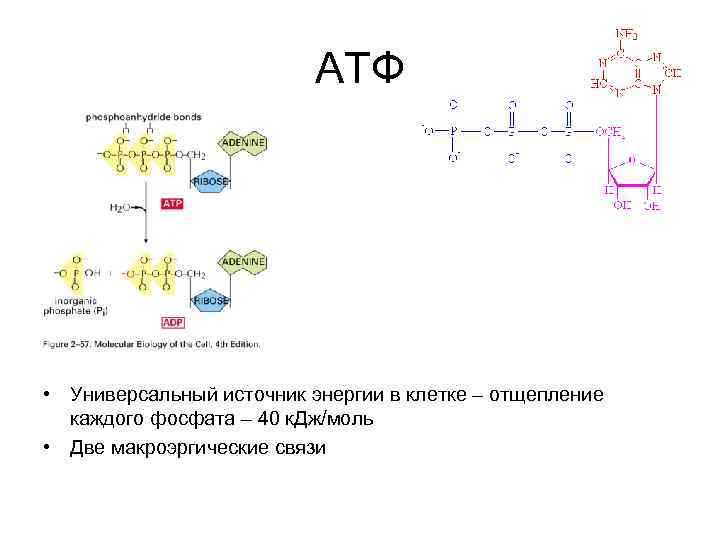Атф фосфор. Биосинтез белка АТФ. Отщепление трифосфата от АТФ. Макроэргические связи в АТФ.