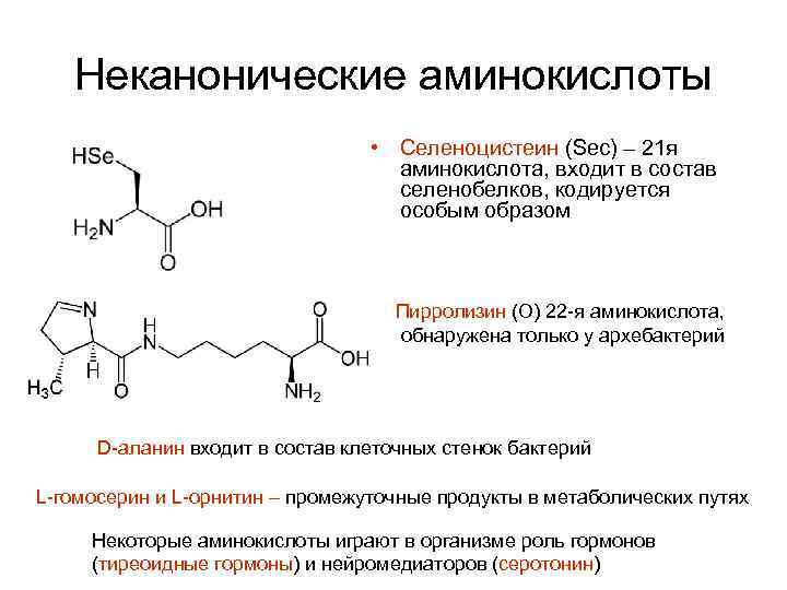 Неканонические аминокислоты • Селеноцистеин (Sec) – 21 я аминокислота, входит в состав селенобелков, кодируется