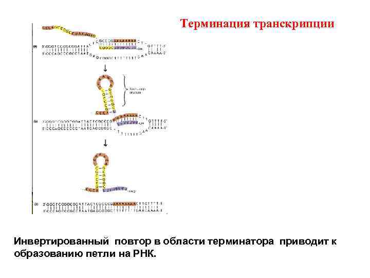 Терминация у эукариот. Терминация транскрипции РНК. Терминация транскрипции биохимия схема. Терминация транскрипции шпилькой. Р независимая терминация транскрипции.