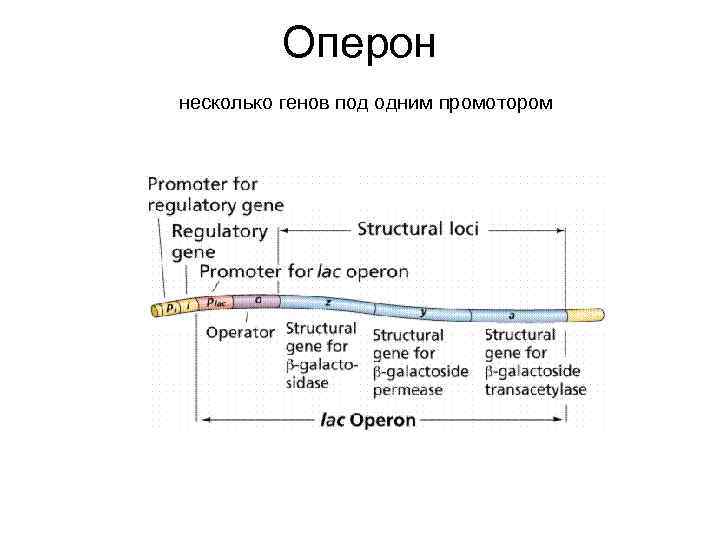 Оперон несколько генов под одним промотором 