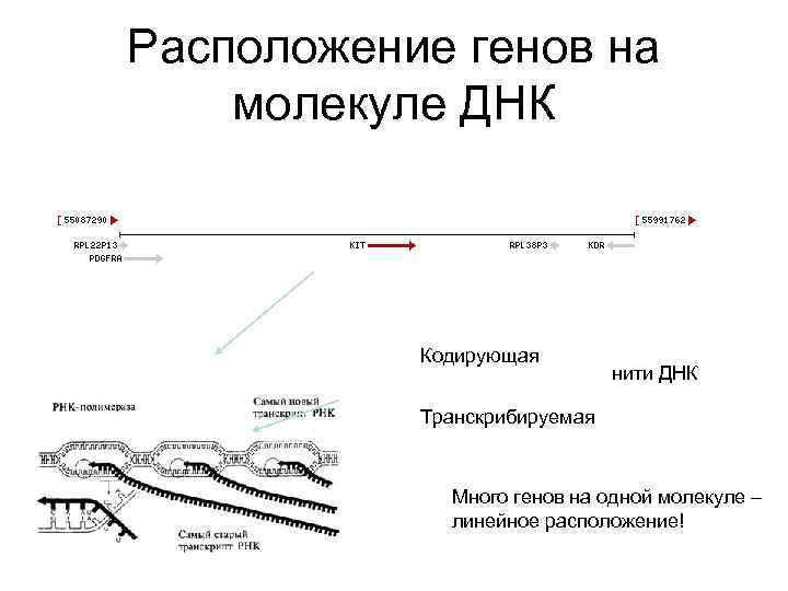 Расположение гена. Линейное расположение генов. Линейное расположение генов в хромосоме. Доказательство линейного расположения генов. Местоположение Гена.