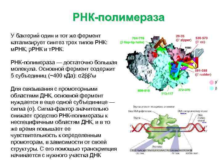 Рнк бактерии. Продукт синтеза РНК ферментом РНК полимеразой. РНК-полимераза-фермент,катализирует Синтез. Исходный продукт синтеза РНК ферментом РНК полимераза. Формула РНК полимеразы.