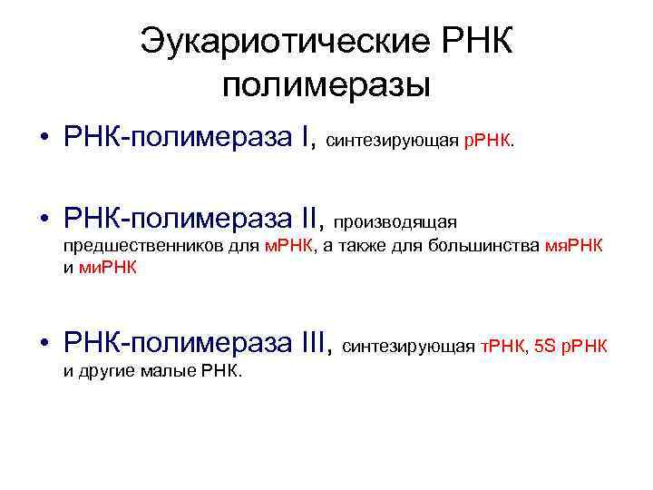 Эукариотические РНК полимеразы • РНК-полимераза I, синтезирующая р. РНК. • РНК-полимераза II, производящая предшественников